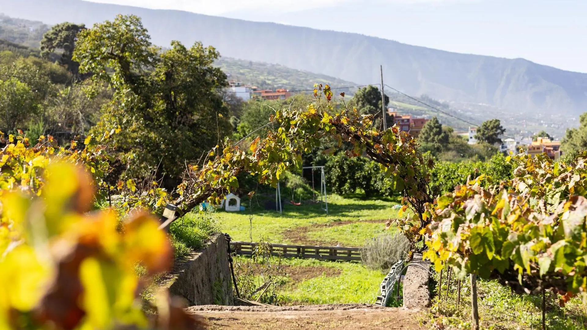 Ek Drago Finca El Milagro La Orotava